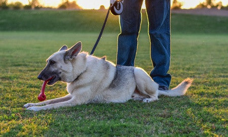 KONG Retractable Leash Ultimate Grey