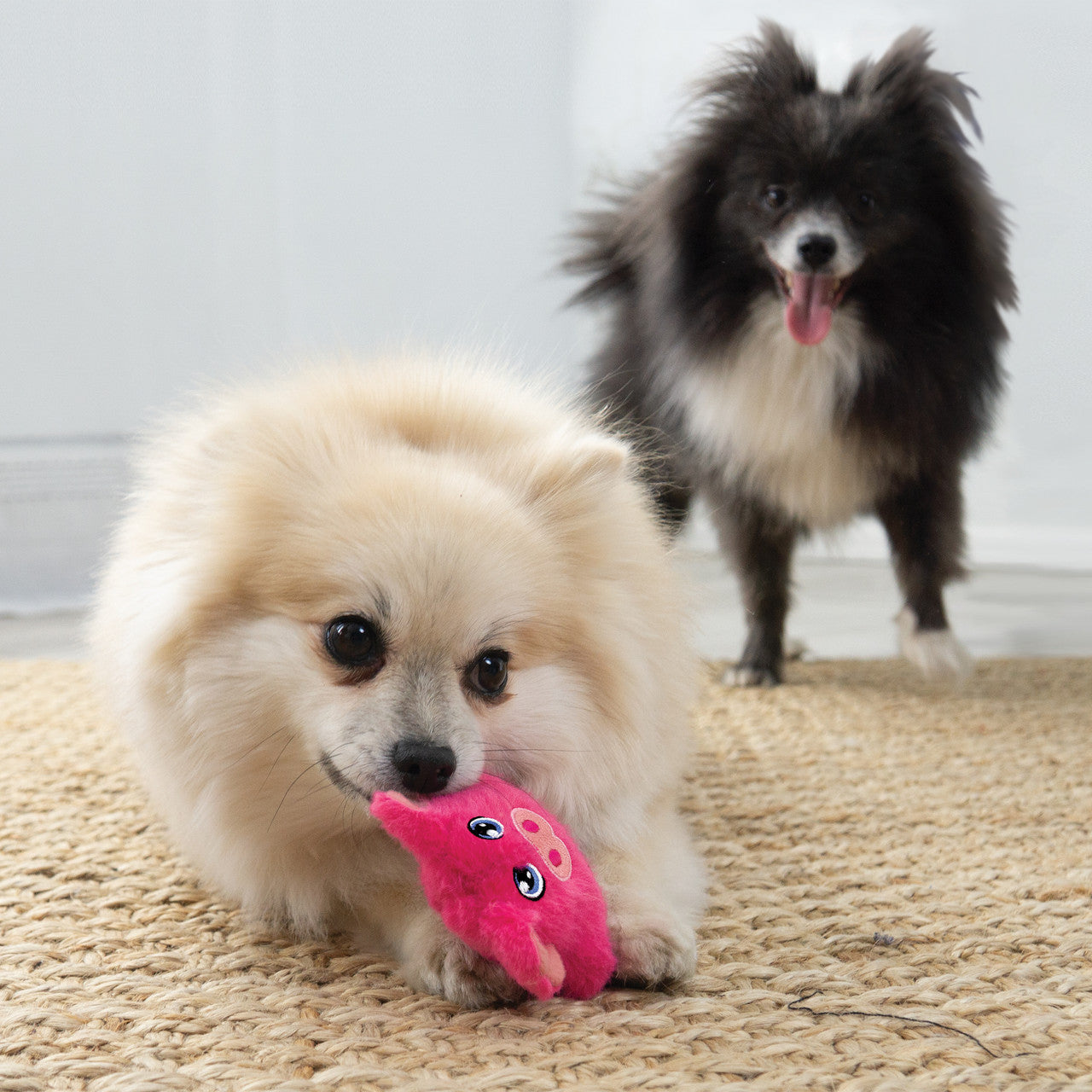 Snuzzles Mini Pig