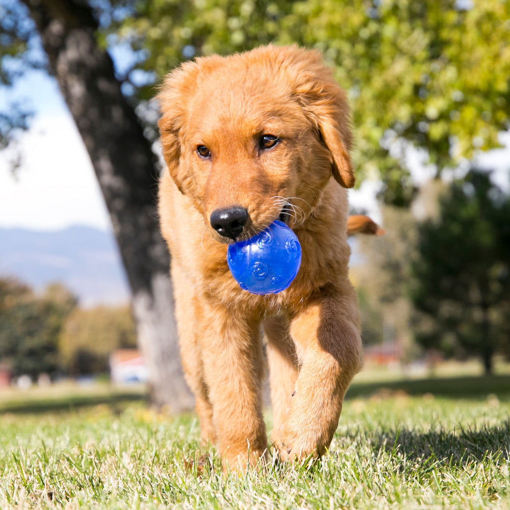 Squeezz Ball. Assorted Colors