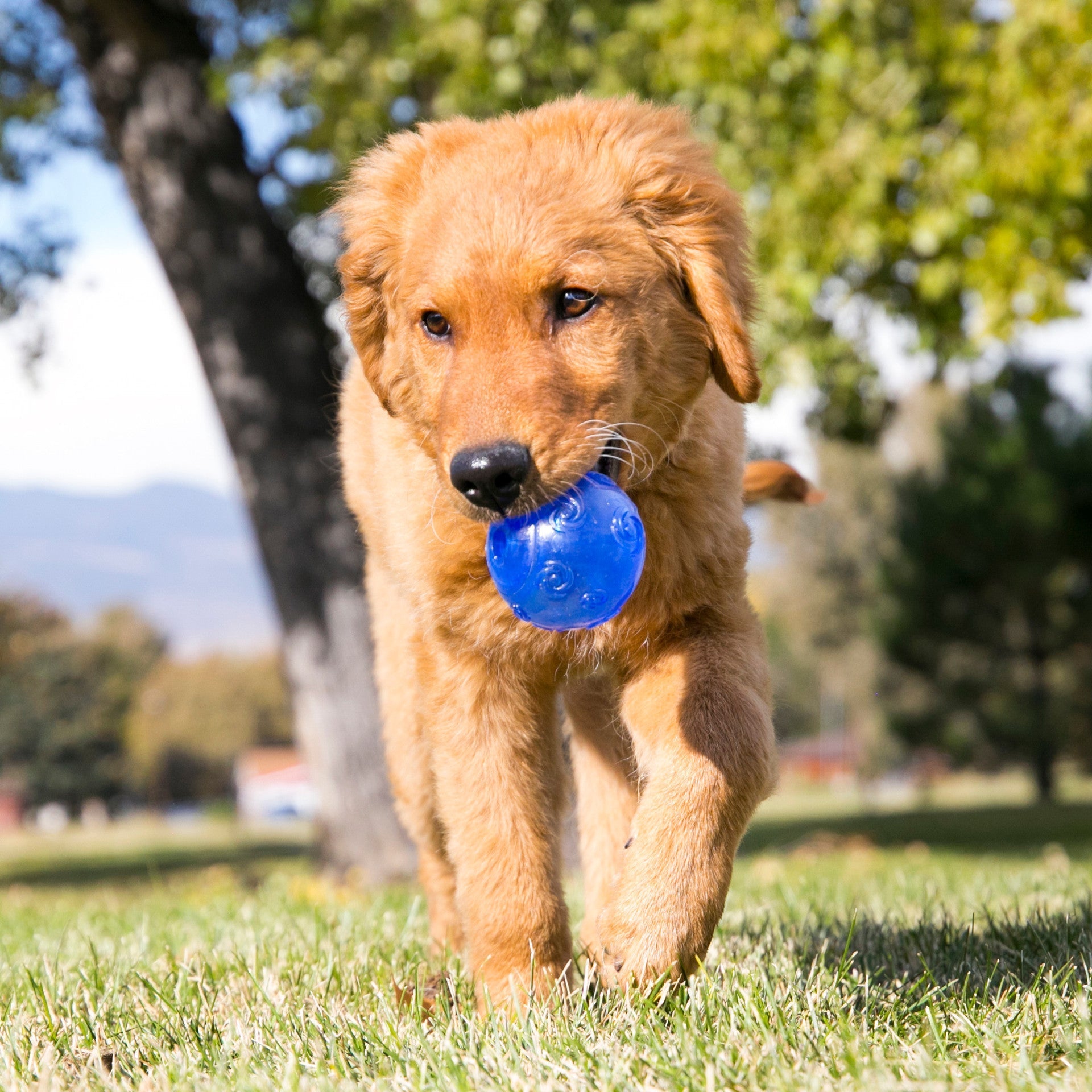Squeezz Ball. Assorted Colors