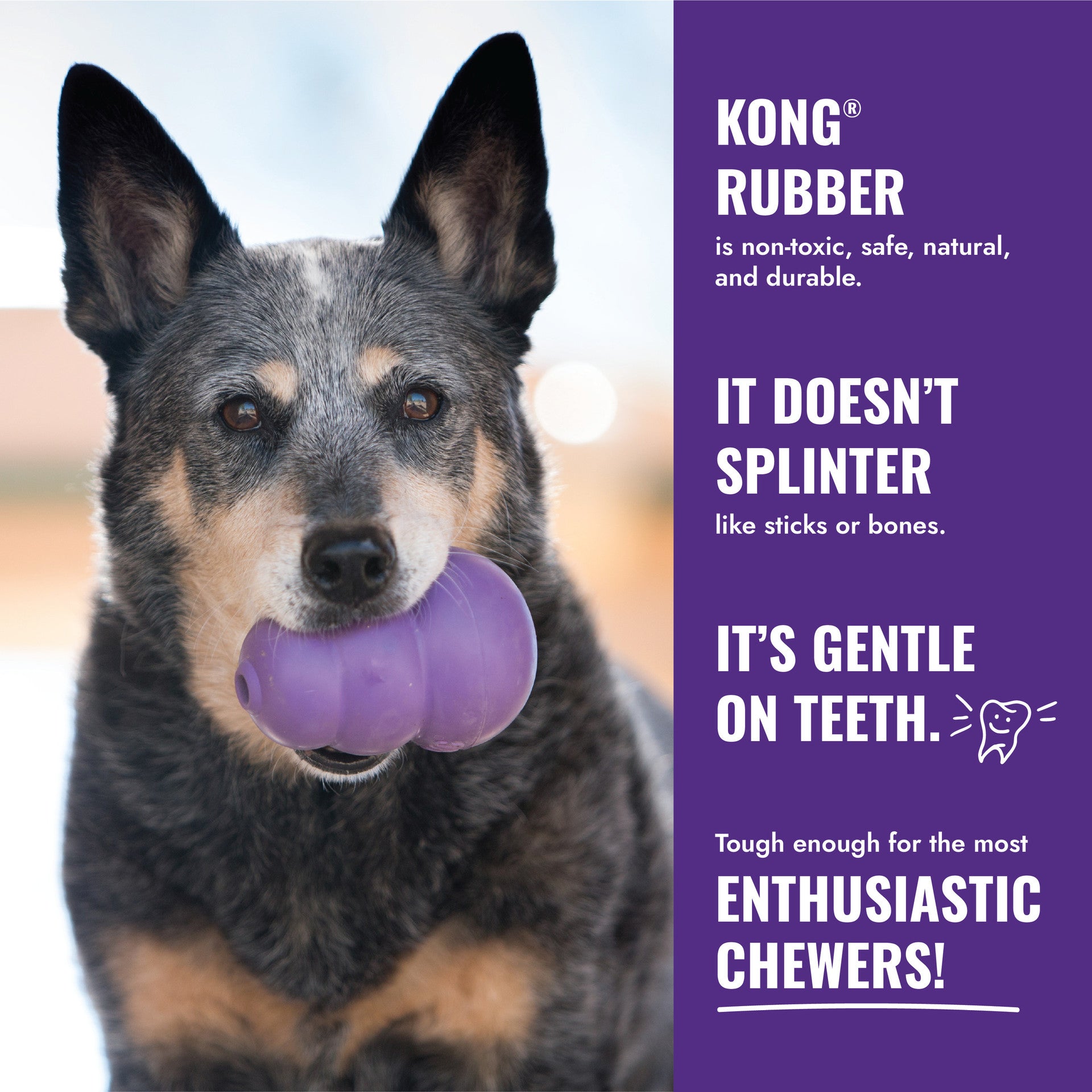KONG Senior