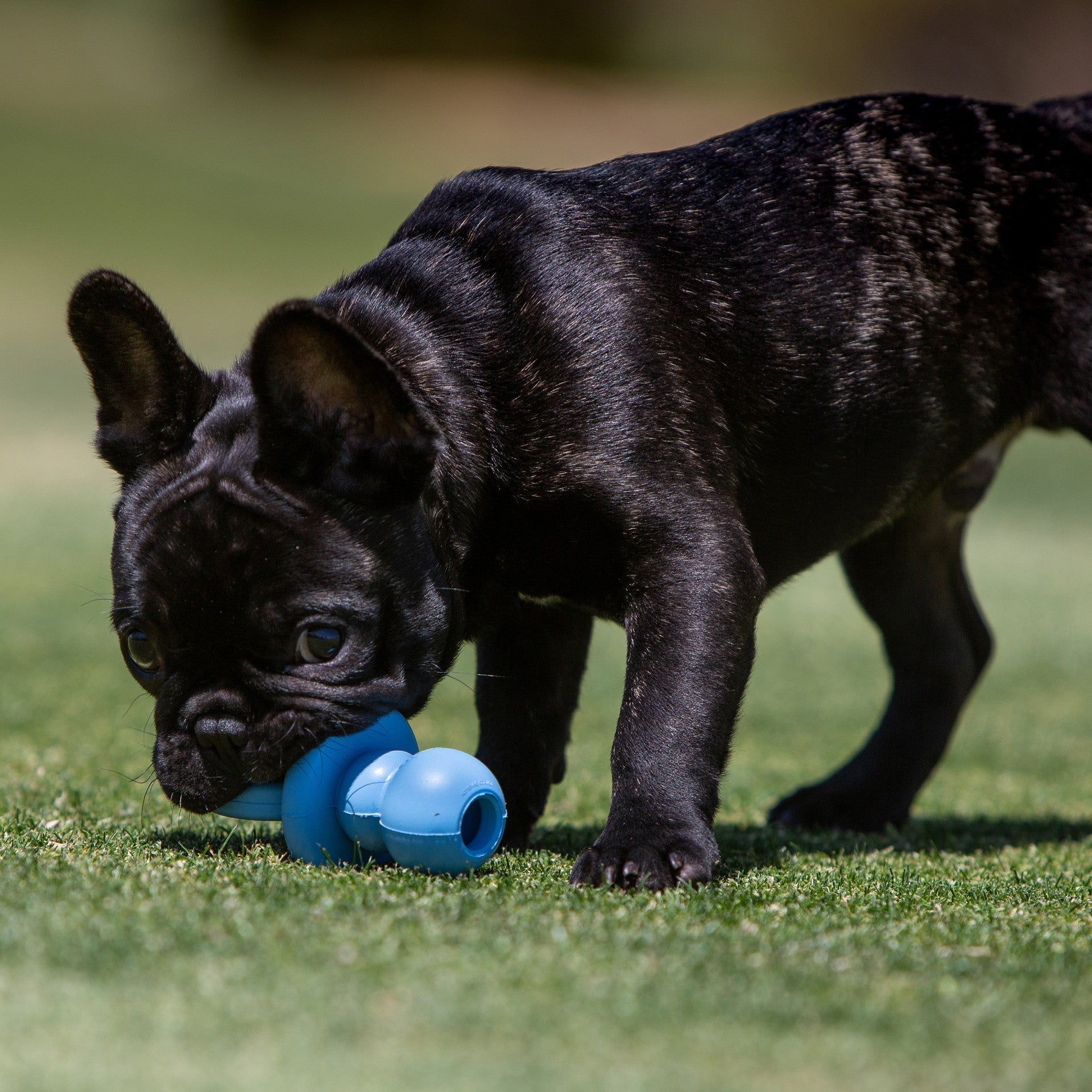 KONG Binkie Blue