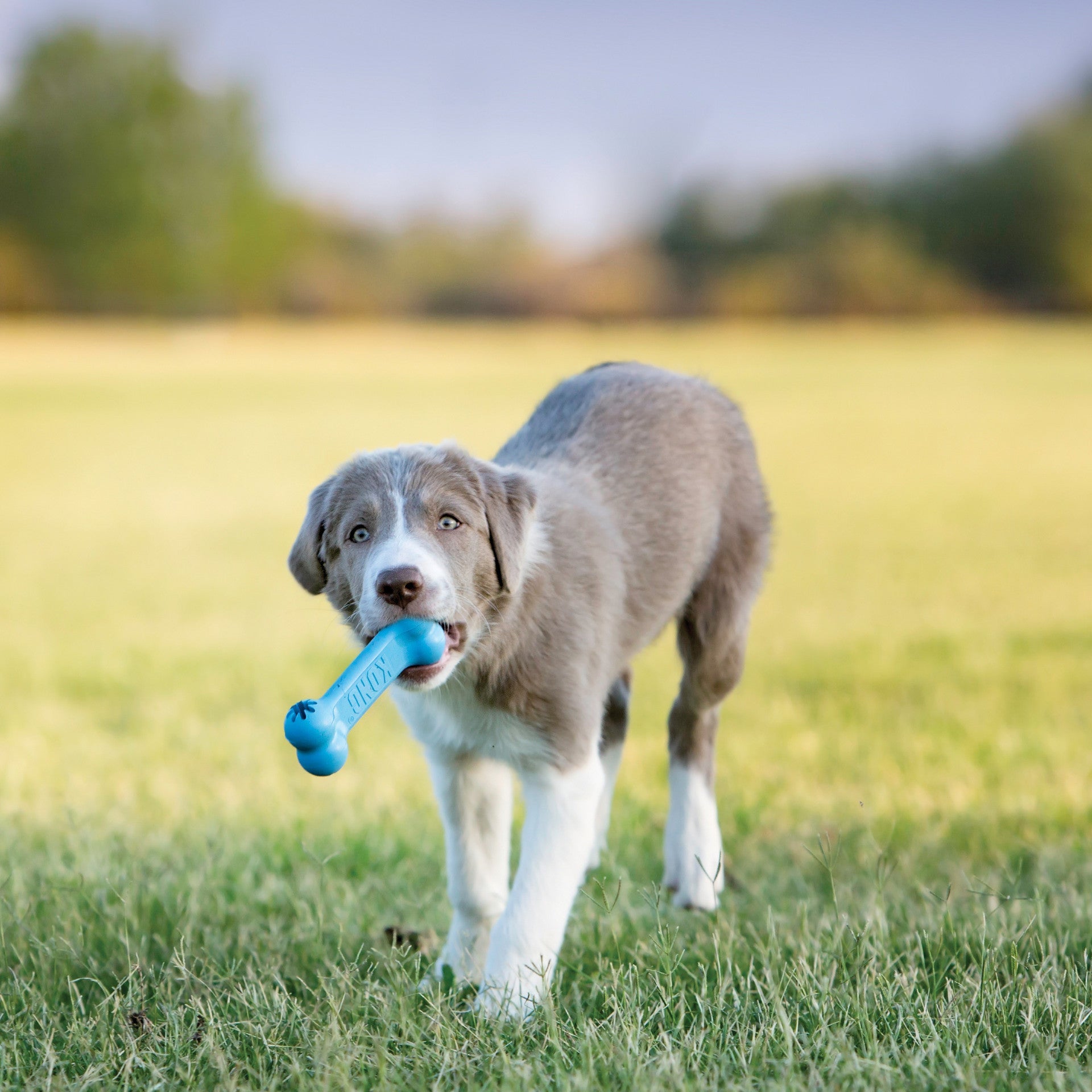 KONG Puppy Goodie Bone Blue