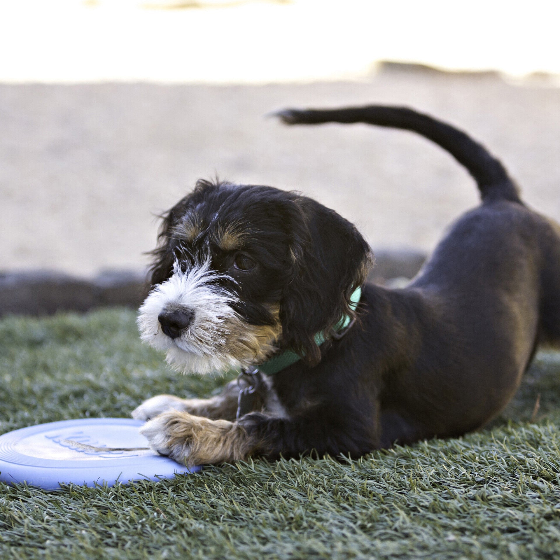 KONG Puppy Flyer. Blue