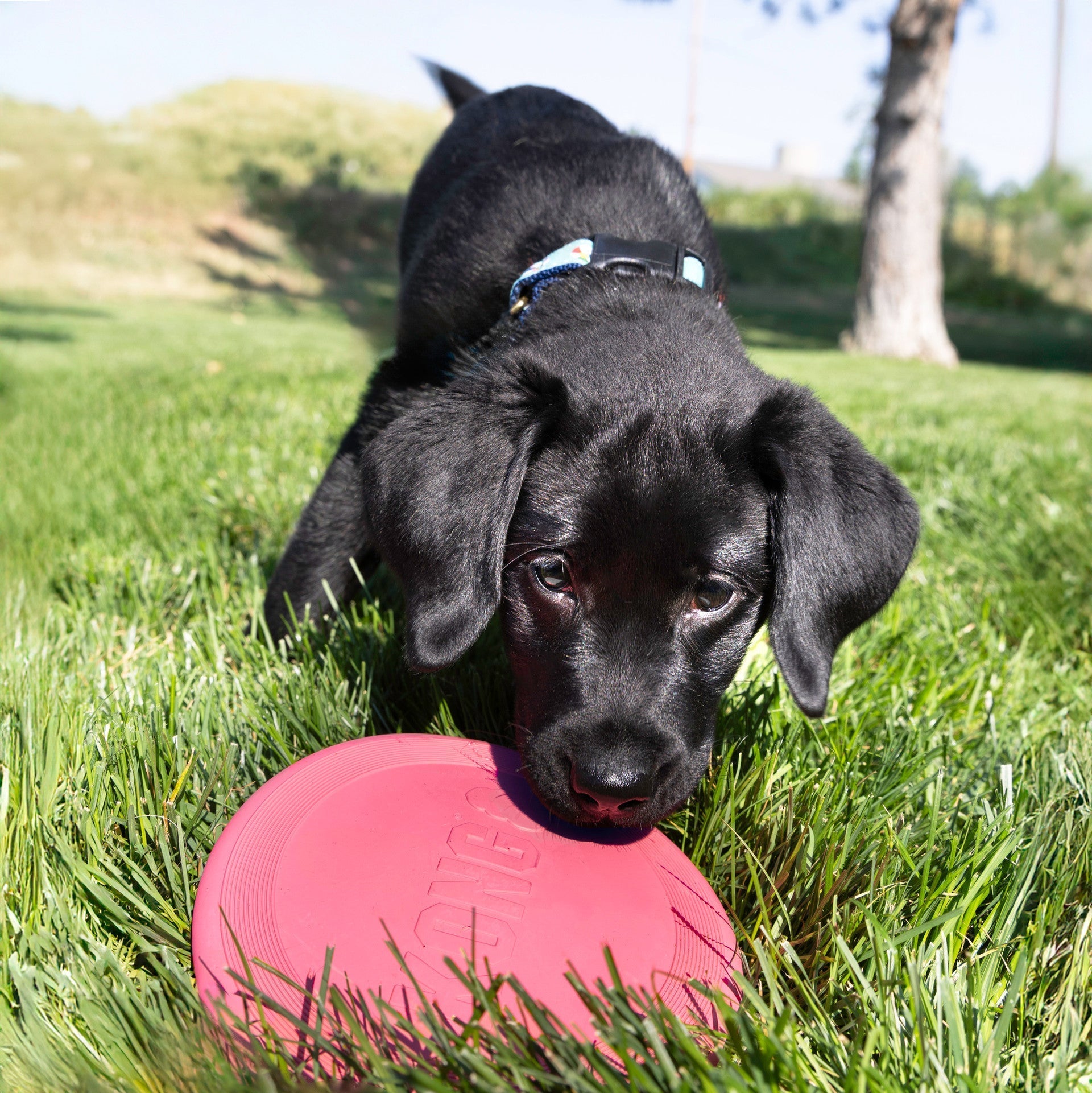 KONG Puppy Flyer. Pink