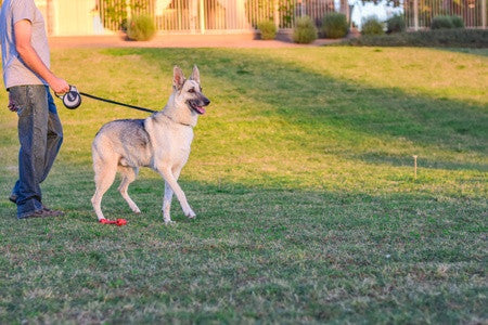 KONG Retractable Leash Ultimate Grey